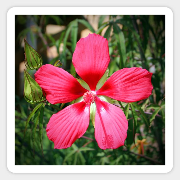 Scarlet Swamp Hibiscus Sticker by Cynthia48